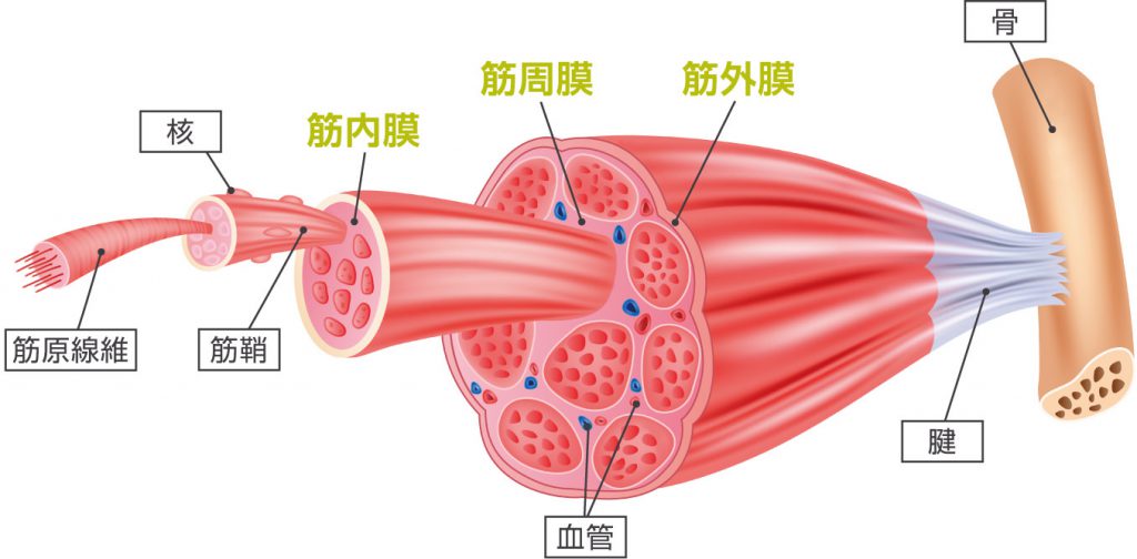 筋肉の仕組み